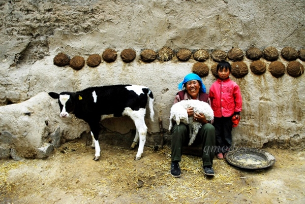 cow001